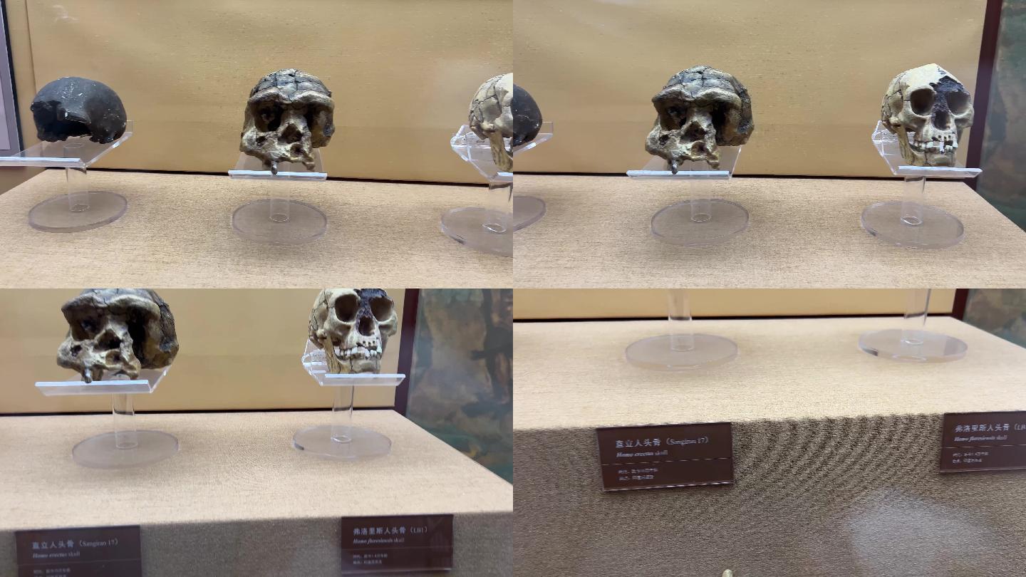 山顶洞人北京人猿人骨骼化石 (6)
