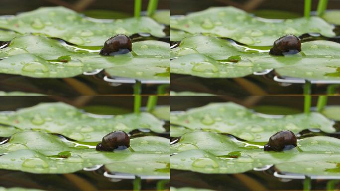 在池塘里的睡莲叶子上爬行的被修剪过的蜗牛。