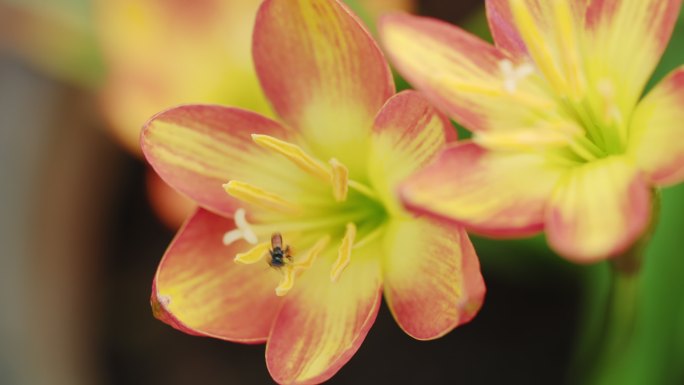 无刺蜜蜂或小蜜蜂的特写镜头是一种昆虫，它能帮助花授粉，使农民有好的产品。春季的自然概念。