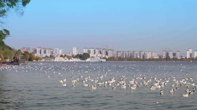 海边的城市和海鸥