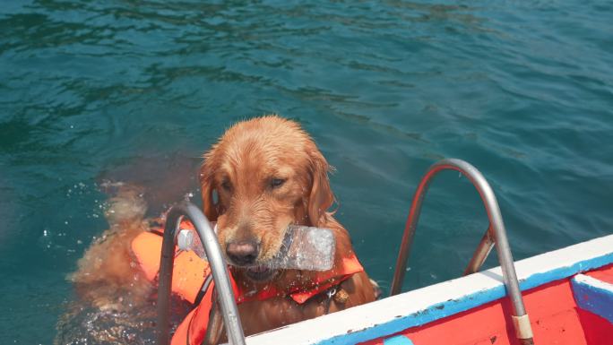 狗把塑料瓶从海里抓进船里