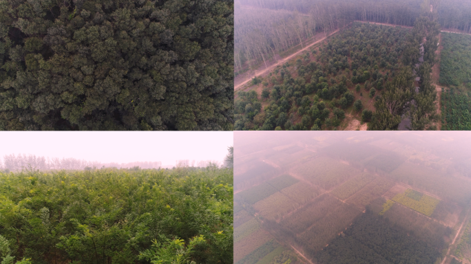 4K航拍北方农村林场森林天然氧吧接地气