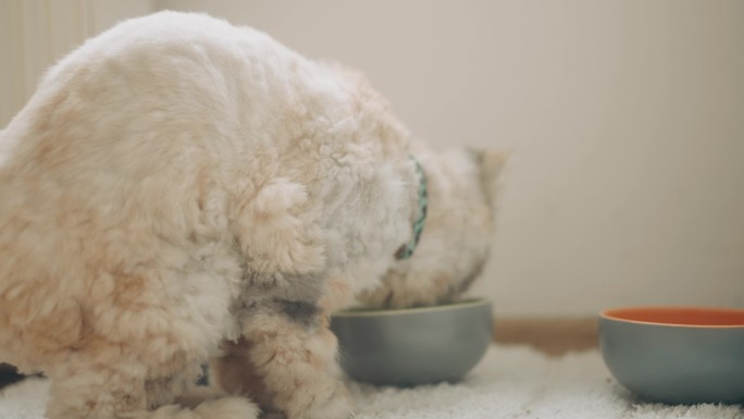 困倦困倦的波斯猫在家里吃她的食物碗