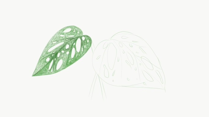 窗叶或斜叶植物的插图片段