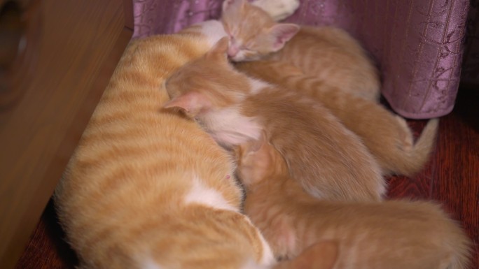 一窝可爱的橘色中华田园猫，母猫给小猫喂奶