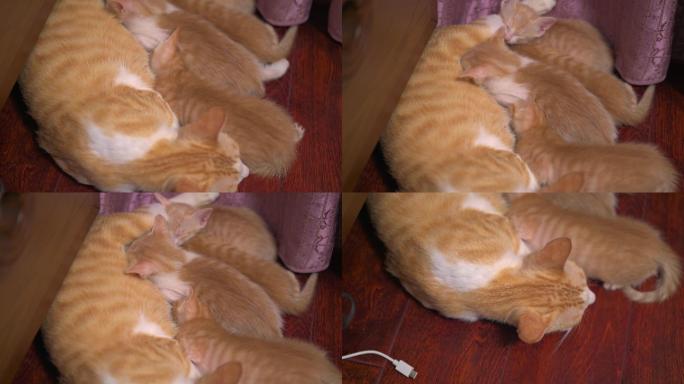 一窝可爱的橘色中华田园猫，母猫给小猫喂奶