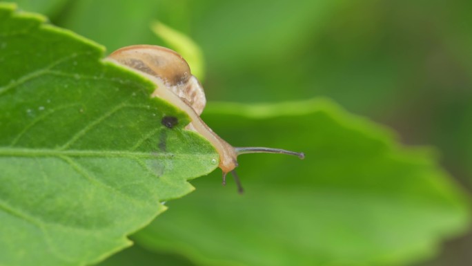 一只蜗牛在绿树叶上爬行