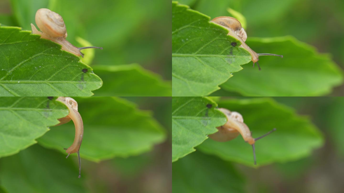 一只蜗牛在绿树叶上爬行
