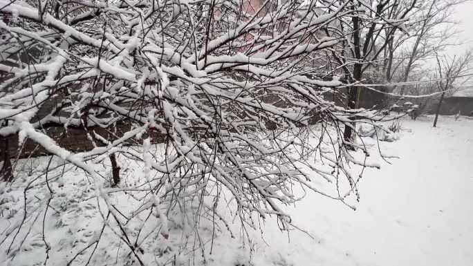 树枝上的积雪雪松落雪 (1)