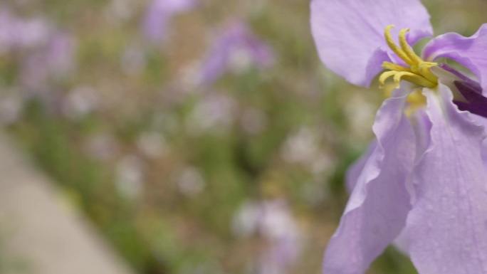 微距野花紫色藕荷色小花朵 (3)