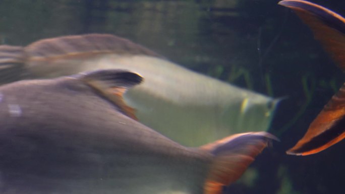 银龙鱼鱼鳞金龙鱼鱼缸 (3)