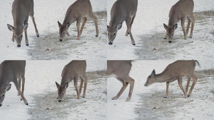 两只正在喂食的冬季白尾鹿