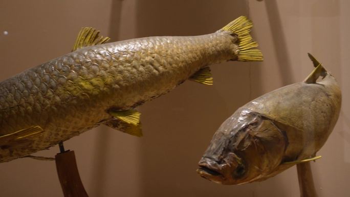 鱼类标本鱼类雕塑雕像 (3)~1