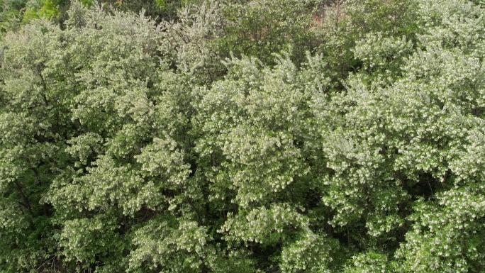 航拍初夏时节满山绽放的槐树花