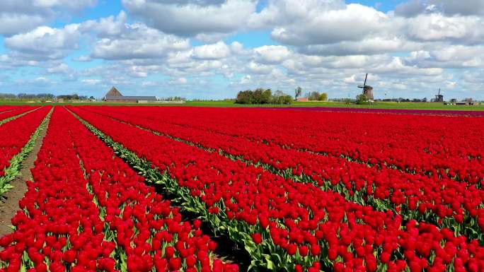 典型的荷兰风景，风车和郁金香