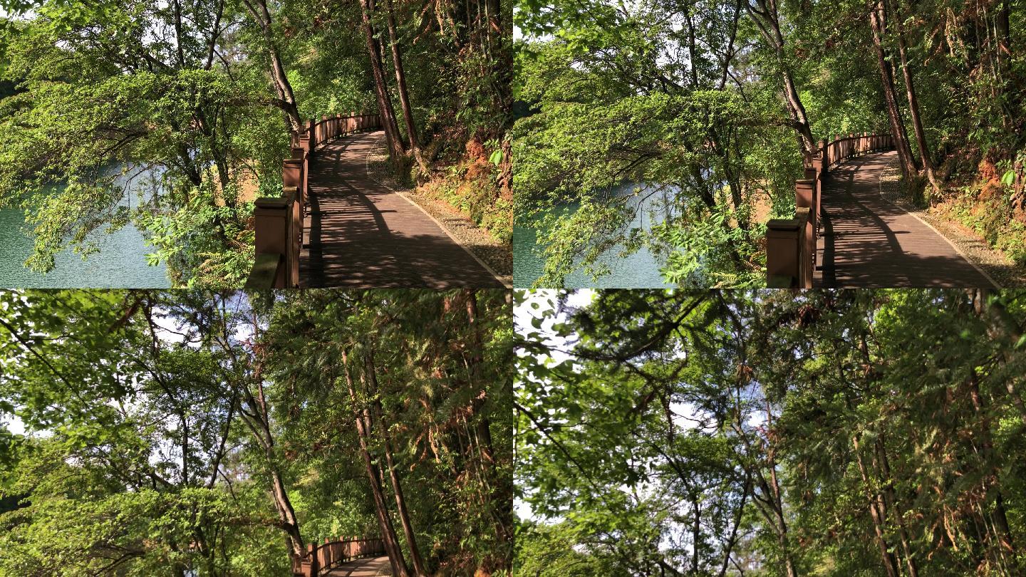 森林  林间 木栈桥   山水