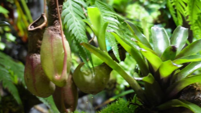 猪笼草食虫草珍稀植物热带雨林造景 (7)