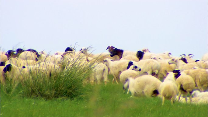 呼伦贝尔 草场放牧 羊群进食 草原生活