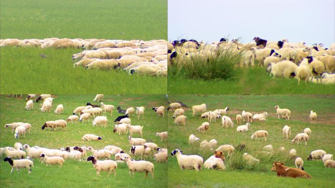 呼伦贝尔 草场放牧 羊群进食 草原生活