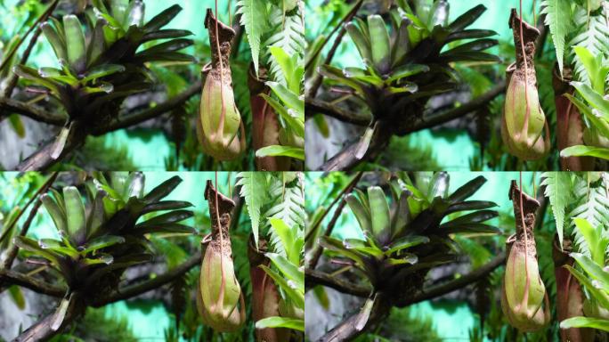 猪笼草食虫草珍稀植物热带雨林造景 (5)