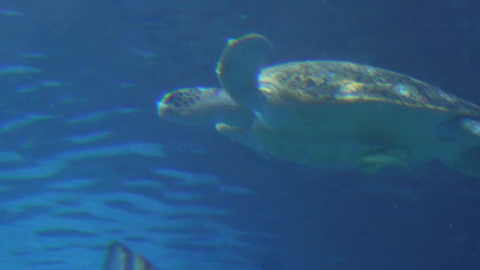 深海海龟乌龟水龟海底 (6)