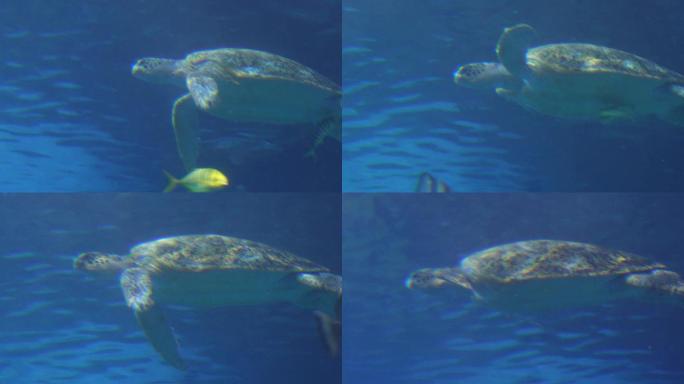 深海海龟乌龟水龟海底 (6)
