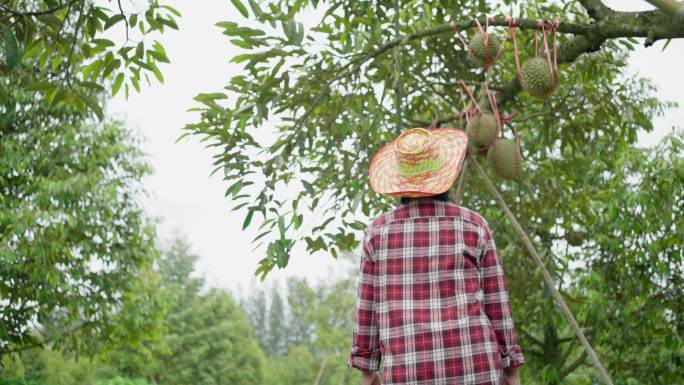 亚洲农民正在检查榴莲果实。