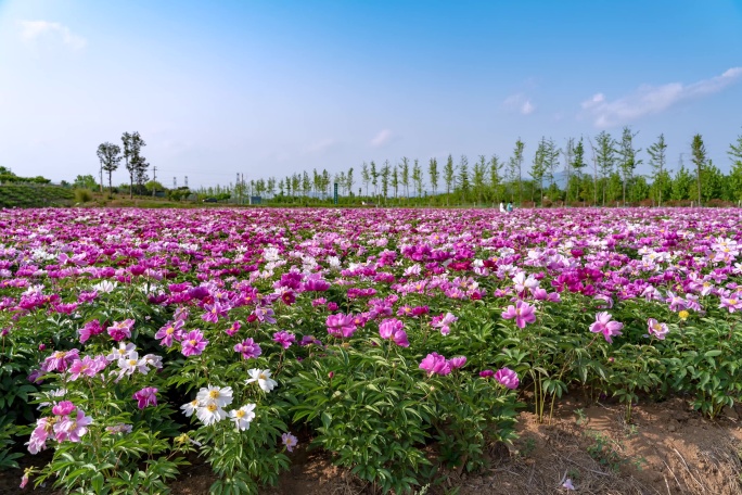 芍药花田延时6000*4000