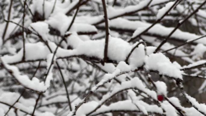树枝上的积雪雪松落雪 (4)