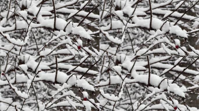 树枝上的积雪雪松落雪 (4)