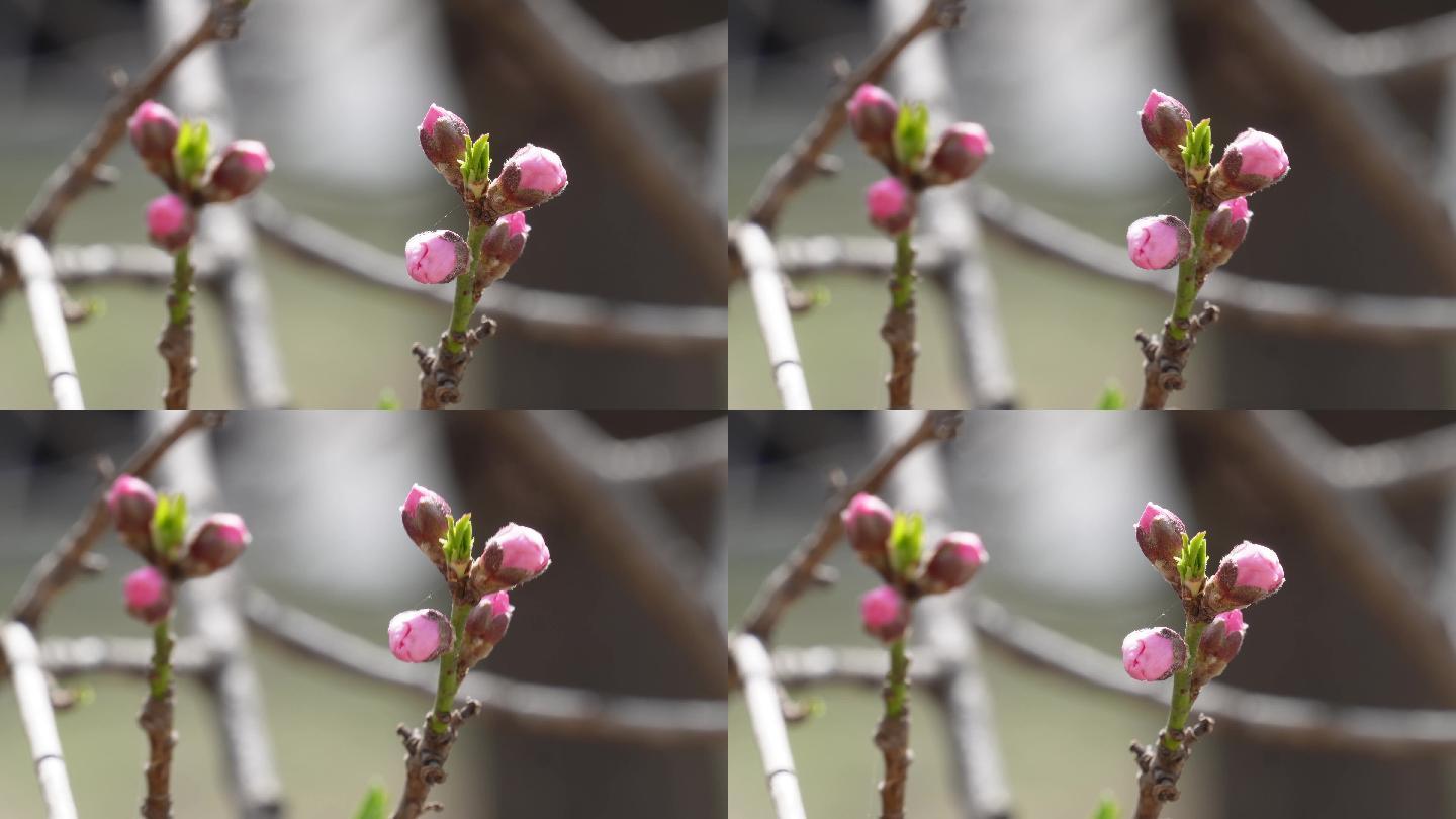 桃花梅花花蕾花苞花骨朵開花 (2)