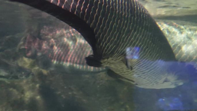 深水恐惧症巨骨舌鱼水下 (9)