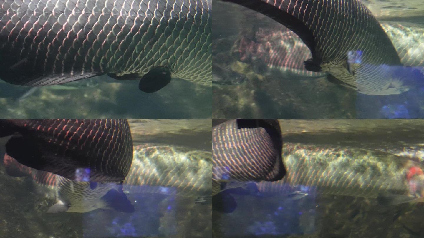 深水恐惧症巨骨舌鱼水下 (9)