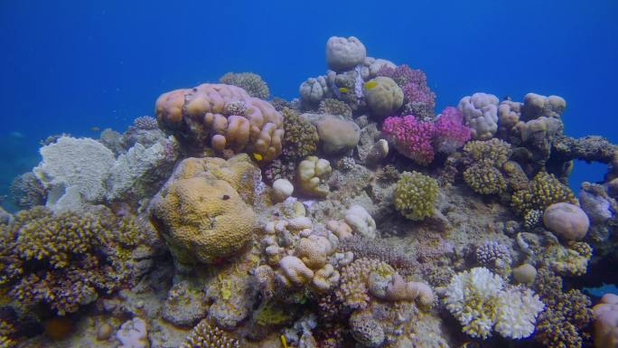 在美丽的珊瑚礁上潜水，红海上有很多热带鱼——拉哈米湾/马尔萨阿拉姆