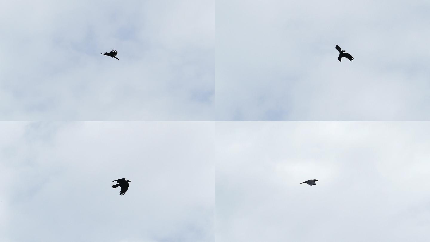 慢动作乌鸦鸟在天空飞翔。