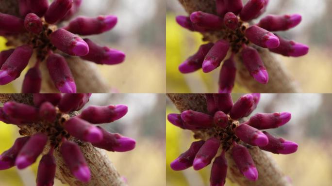 微距花苞花蕾腊梅梅花 (1)