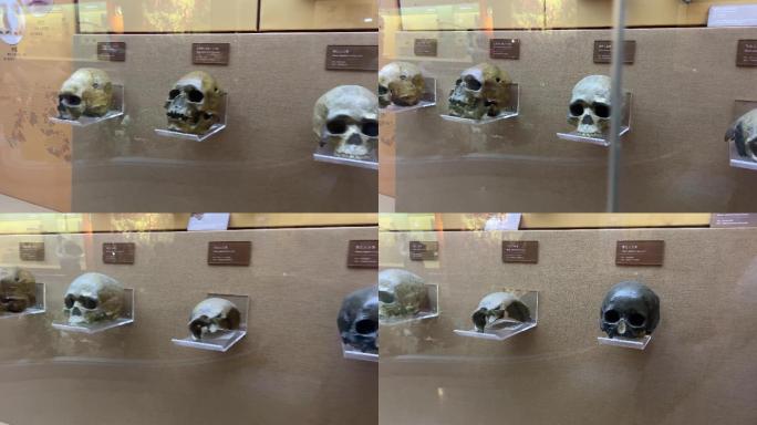 山顶洞人北京人猿人骨骼化石 (1)