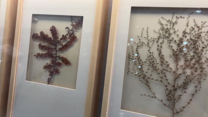 树叶植物亚克力标本展示装饰画 (6)