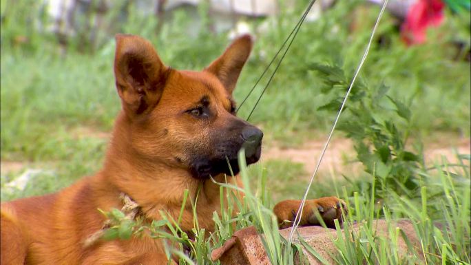 中华田园犬 呼伦贝尔 大草原