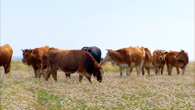 大草原上牛群 养殖场 牧业 牧场 牛群