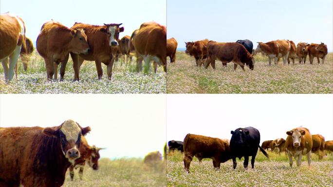 大草原上牛群 养殖场 牧业 牧场 牛群