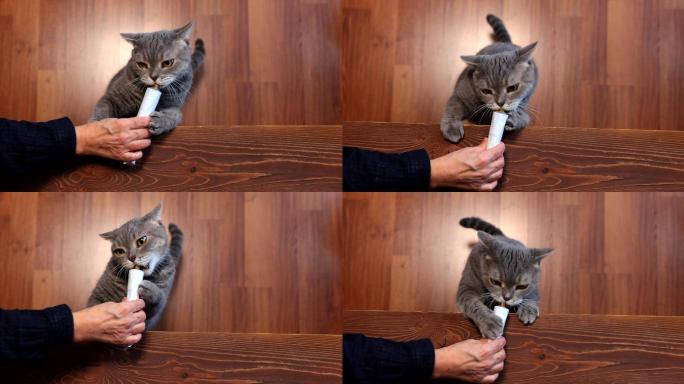 贪吃猫舔主人手中的复合维生素膏管