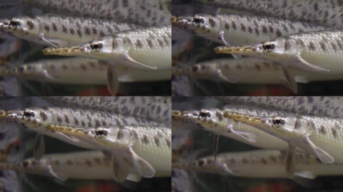 稀有针鱼梭鱼热带鱼观赏鱼 (4)