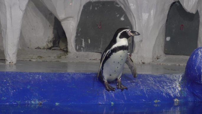 水族馆里的帝王企鹅南极 (6)