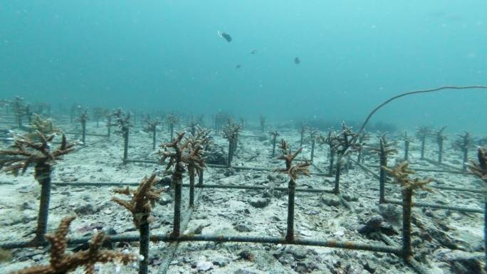 人工礁珊瑚苗圃珊瑚漂白