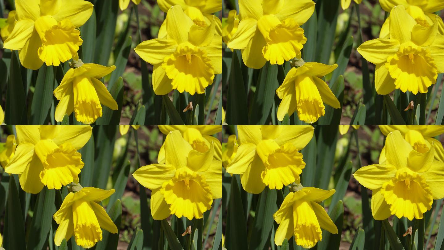 鲜花花朵黄色洋水仙进口花卉 (3)