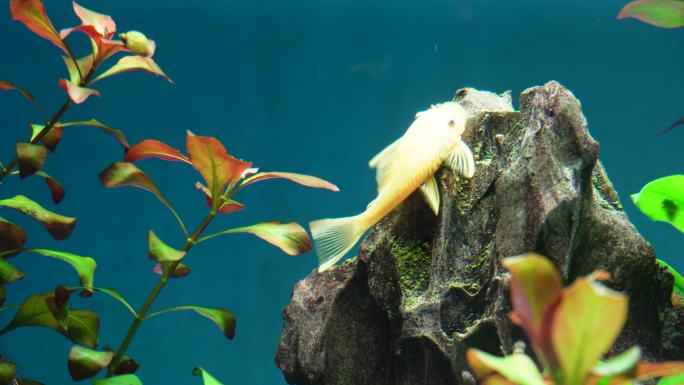 水草水族箱鱼缸造景青苔黄金胡子 (5)