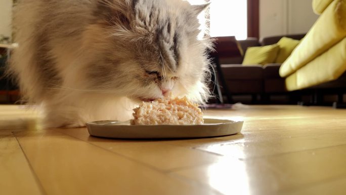 一只猫正在吃猫粮猫咪长毛猫猫吃饭
