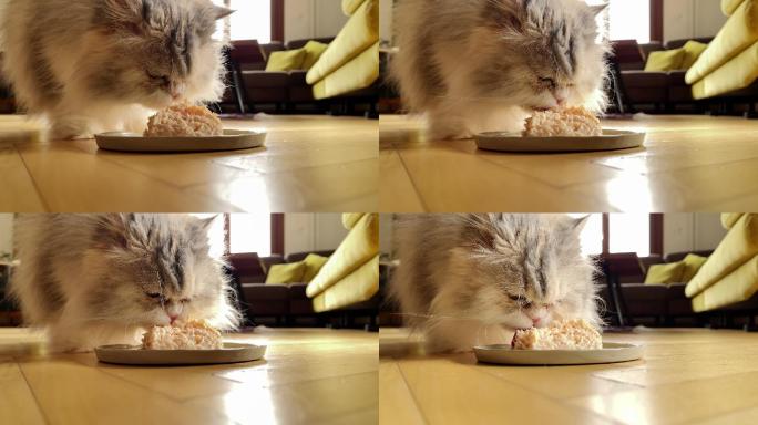 一只猫正在吃猫粮猫咪长毛猫猫吃饭