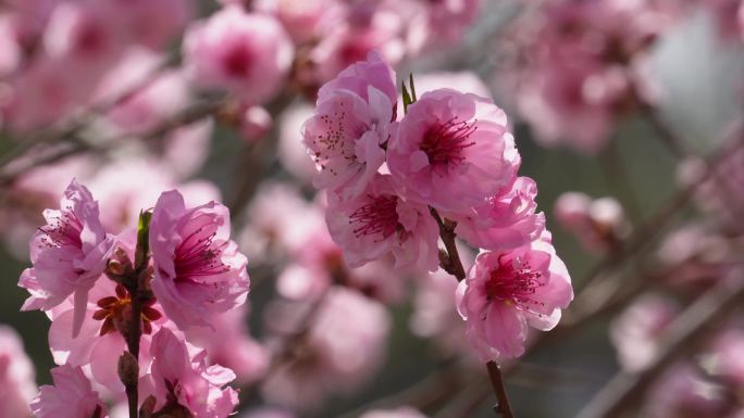 植物园桃花粉色花朵鲜花 (9)